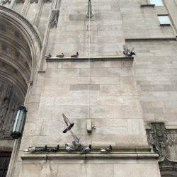 Pigeons roost on a church on 5th Avenue